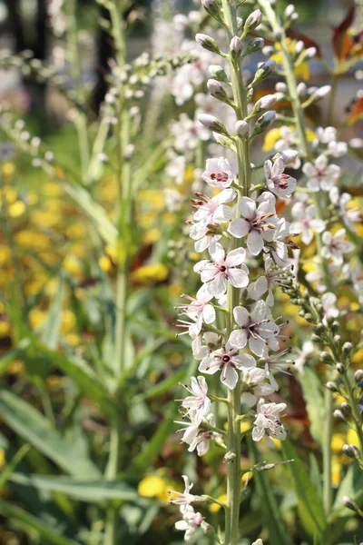 White Gooseneck Loosestrife Flowers Innsbruck Austria Its Scientific Name Lysimachia — Stock Photo, Image