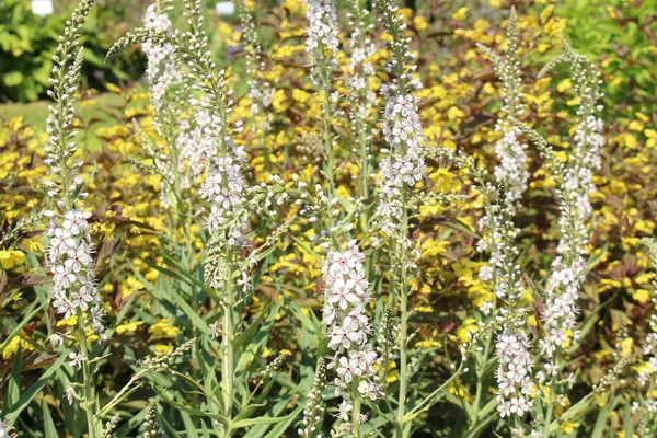 White Gooseneck Loosestrife Flowers Innsbruck Austria Its Scientific Name Lysimachia — Stock Photo, Image