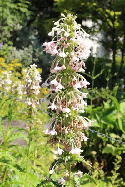 White Whorlflower Innsbruck Austria Its Scientific Name Morina Longifolia Native — Stock Photo, Image