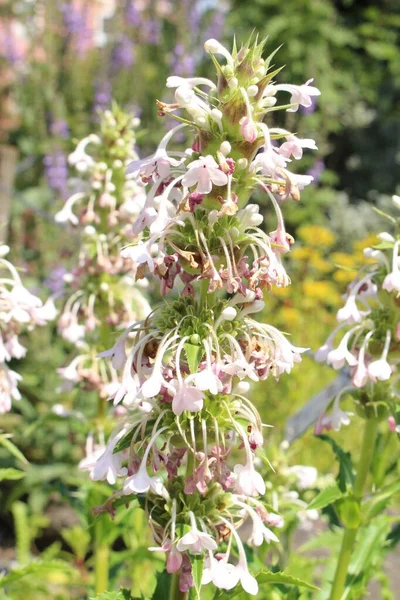 White Whorlflower Innsbruck Austria Its Scientific Name Morina Longifolia Native — Stock Photo, Image