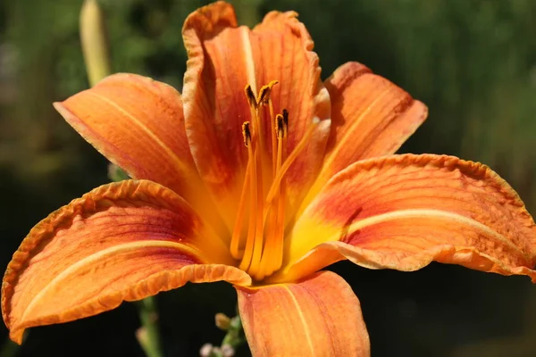 Tawny Daylily Orange Day Lily Tiger Daylily Fulvous Daylily Ditch — стоковое фото