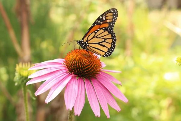 Monarch Butterfly Danaus Plexippus Sipping Nectar Its Proboscis Blacksamson Echinacea — Stock Photo, Image