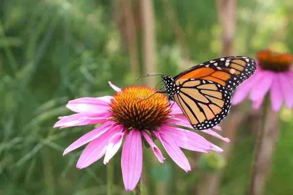 Monarch Butterfly Danaus Plexippus Bebendo Néctar Através Sua Probóscide Blacksamson — Fotografia de Stock
