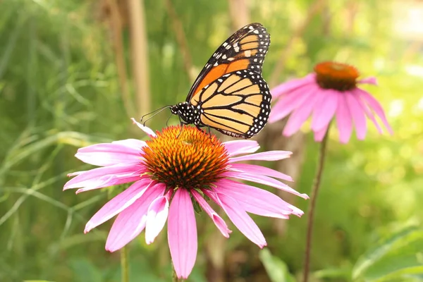 Monarch Butterfly Danaus Plexippus Sipping Nectar Its Proboscis Blacksamson Echinacea — Stock Photo, Image