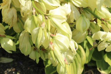 Avusturya 'nın Innsbruck kentinde bulunan beyaz 