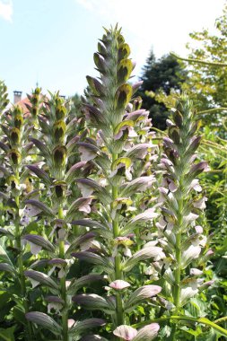 Avusturya 'nın Innsbruck şehrinde açık pembe 