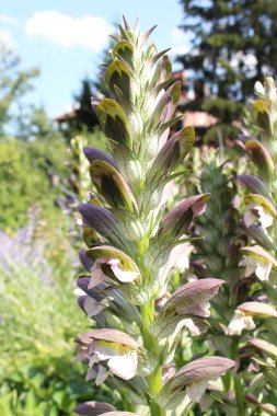 Avusturya 'nın Innsbruck şehrinde açık pembe 