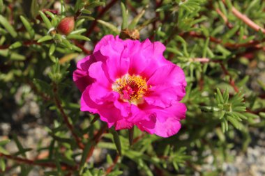 Avusturya 'nın Innsbruck şehrinde Pembe 