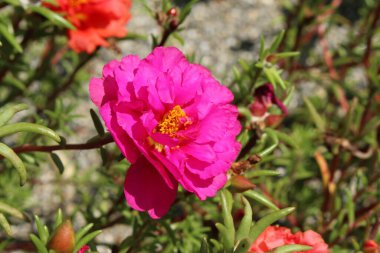 Avusturya 'nın Innsbruck şehrinde Pembe 
