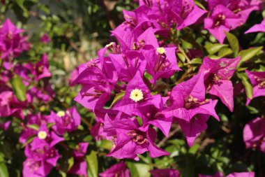 Avusturya 'nın Innsbruck kentinde bulunan Mor 
