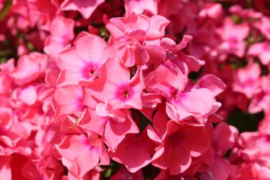 Avusturya 'nın Innsbruck kentinde Pembe 