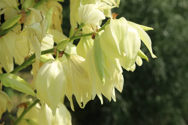 Fleurs Blanches Adams Needle Common Yucca Spanish Bayonet Bear Grass — Photo