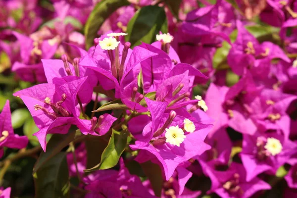 Purple Paperflower Bougainvillea Menor Innsbruck Austria Nombre Científico Bougainvillea Glabra — Foto de Stock