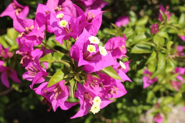 Фиолетовый Paperflower Бугаинвиллея Австрии Научное Название Bougainvillea Glabra Уроженец Бразилии — стоковое фото