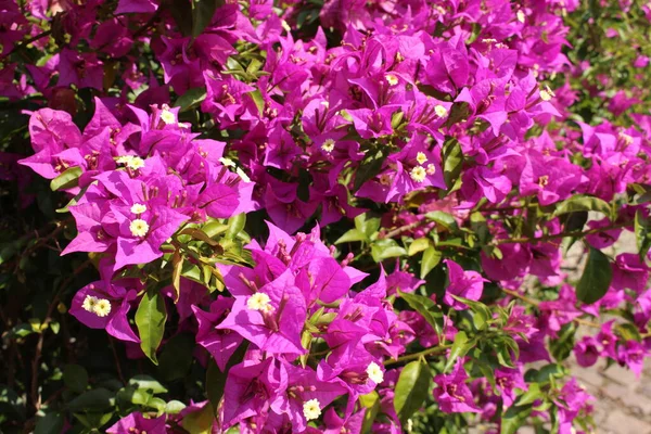 Purple Paperflower Lesser Bougainvillea Στο Ίνσμπρουκ Της Αυστρίας Επιστημονικό Της — Φωτογραφία Αρχείου
