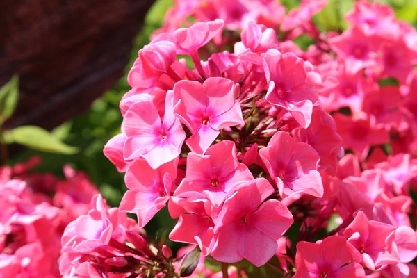 Pink Garden Phlox Flowers Perennial Phlox Innsbruck Austria Nombre Científico —  Fotos de Stock