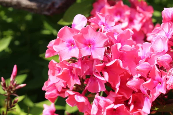 Розовые Цветки Garden Phlox Perennial Phlox Озиле Австрия Научное Название — стоковое фото