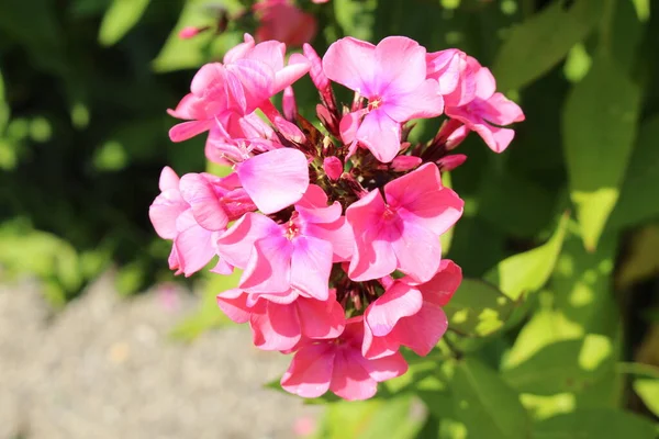 Roze Tuin Phlox Bloemen Vaste Plant Phlox Innsbruck Oostenrijk Wetenschappelijke — Stockfoto