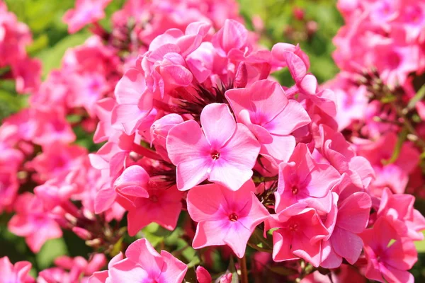 Ροζ Λουλούδια Garden Phlox Perennial Phlox Στο Ίνσμπρουκ Της Αυστρίας — Φωτογραφία Αρχείου