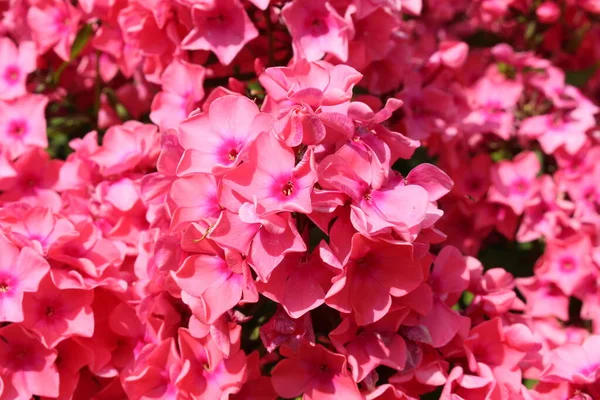 Ροζ Λουλούδια Garden Phlox Perennial Phlox Στο Ίνσμπρουκ Της Αυστρίας — Φωτογραφία Αρχείου