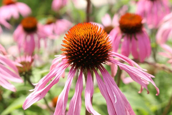 Blassvioletter Sonnenhut Oder Echinacea Innsbruck Österreich Sein Wissenschaftlicher Name Ist — Stockfoto