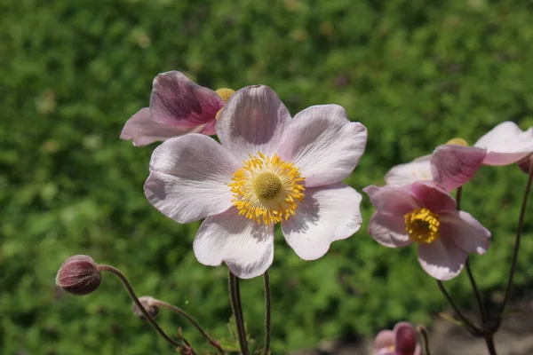 Pinkish Windflower Innsbruck Austria Its Scientific Name Anemone Tomentosa Native — Stock Photo, Image