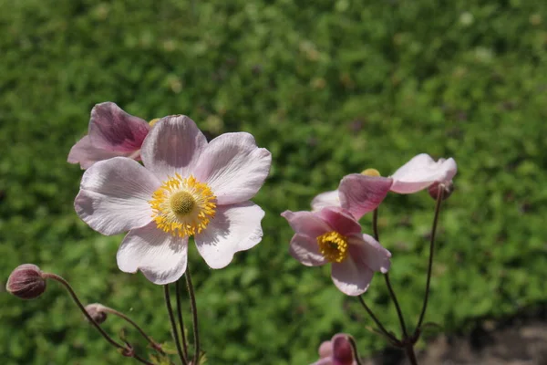 Pinkish Windflower Innsbruck Áustria Seu Nome Científico Anemone Tomentosa Nativo — Fotografia de Stock