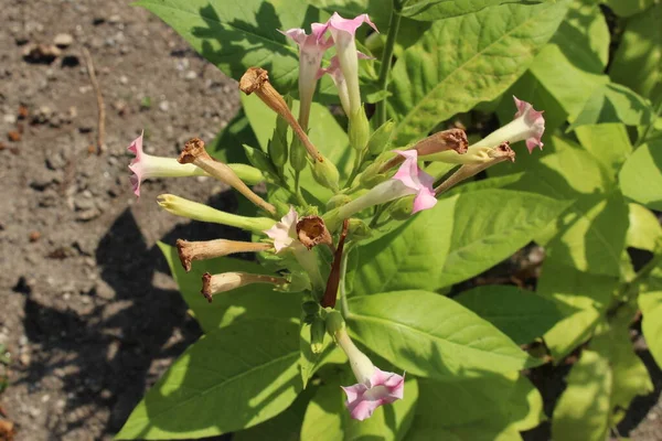 Pinkish Tobacco Plant Flowers Its Scientific Name Nicotiana Tabacum Native — Stock Photo, Image