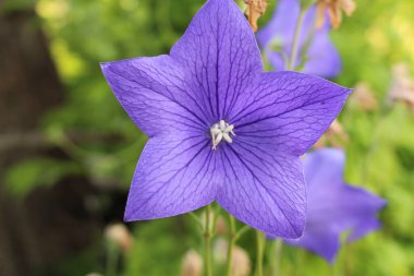 Innsbruck, Avusturya 'da mavi 