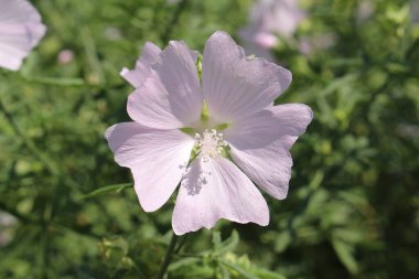 Avusturya 'nın Innsbruck kentinde bulunan beyaz 