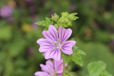 Avusturya 'nın Innsbruck kentinde bulunan Violet 