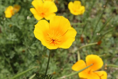 Avusturya 'nın Innsbruck şehrinde bulunan sarı 