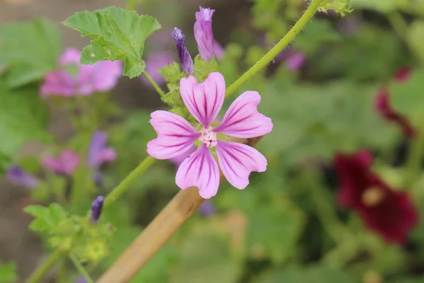 奥地利因斯布鲁克的紫罗兰 矮马洛 或Buttonweed Cheeseplant Cheeseweed Common Mallow Roundleaf Mallow 它的学名是Malva — 图库照片