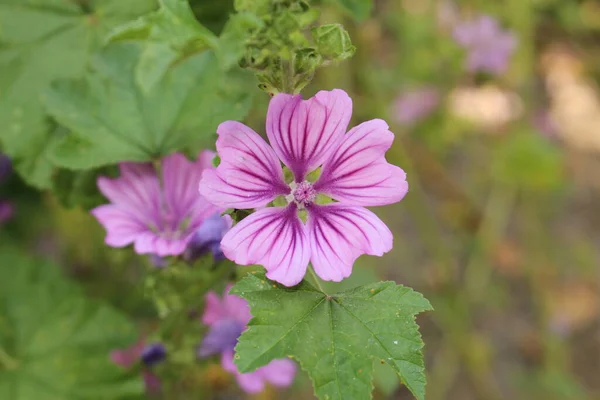 Violet Dwarf Mallow Flower Buttonweed Cheeseplant Cheeseweed Common Mallow Roundleaf — Stock Photo, Image