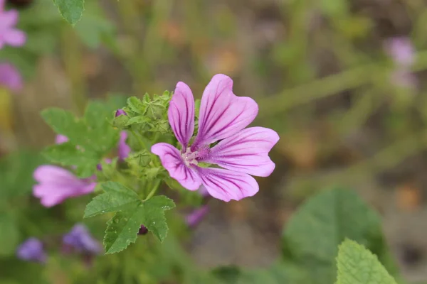 奥地利因斯布鲁克的紫罗兰 矮马洛 或Buttonweed Cheeseplant Cheeseweed Common Mallow Roundleaf Mallow 它的学名是Malva — 图库照片