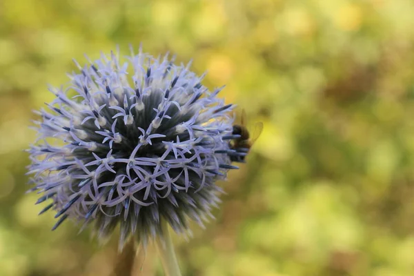 Globe Thistle Taplow Blue Flores Russian Globe Thistles Com Uma — Fotografia de Stock