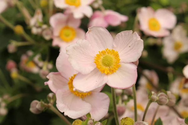 Różowawy Windflower Innsbrucku Austria Jego Naukowe Imię Anemone Tomentosa Pochodzi — Zdjęcie stockowe