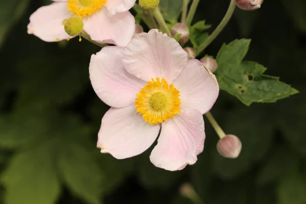 Różowawy Windflower Innsbrucku Austria Jego Naukowe Imię Anemone Tomentosa Pochodzi — Zdjęcie stockowe