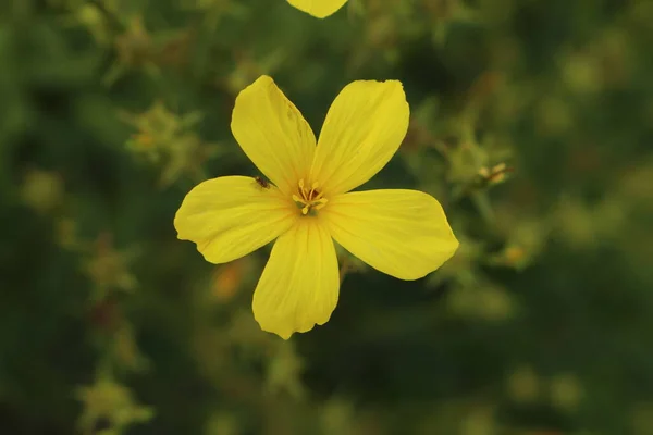 Yellow Flax Golden Flax 오스트리아 Innsbruck 꽃이다 과학적 명칭은 보단으로 — 스톡 사진