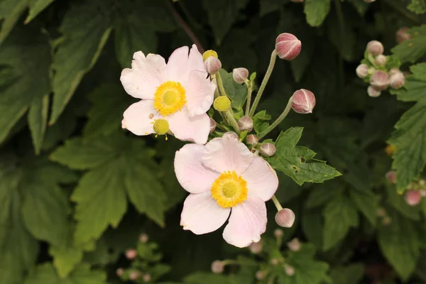 Różowawy Windflower Innsbrucku Austria Jego Naukowe Imię Anemone Tomentosa Pochodzi — Zdjęcie stockowe