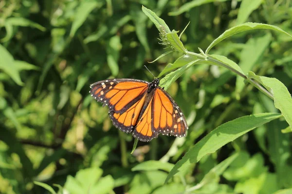 Monarch Butterfly Coloré Danaus Plexippus Dans Nature Innsbruck Autriche — Photo
