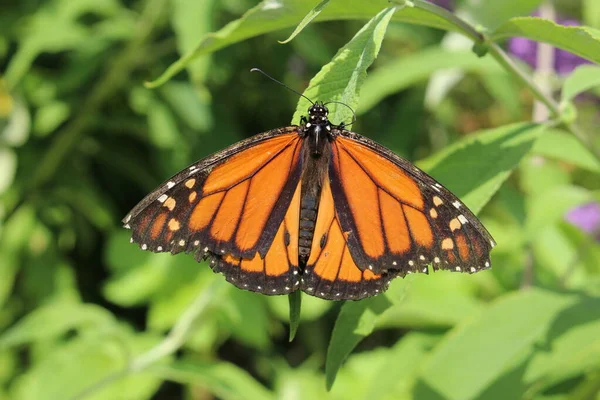 Colorato Monarca Farfalla Danaus Plexippus Nella Natura Innsbruck Austria — Foto Stock