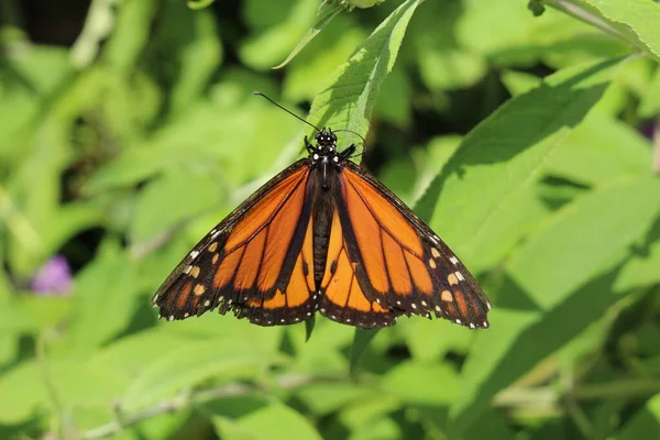 Colorido Monarch Butterfly Danaus Plexippus Natureza Innsbruck Áustria — Fotografia de Stock