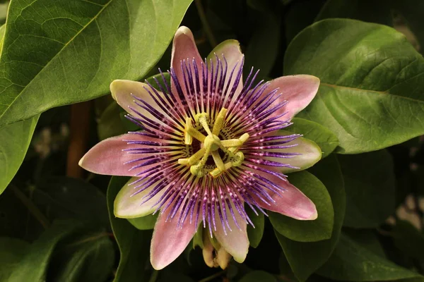 Blue Passion Flower Viñas Pasión Flor Pasión Común Innsbruck Austria — Foto de Stock