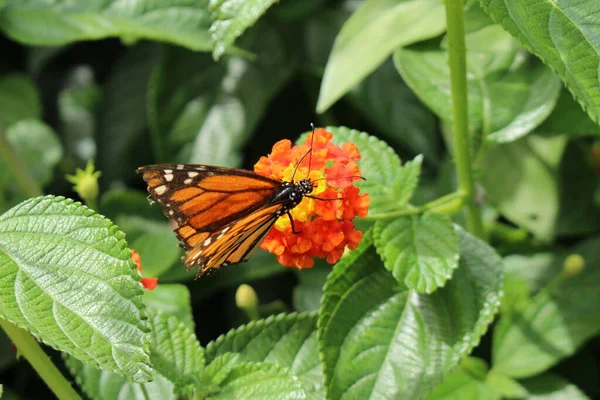 Бабочка Монарх Danaus Plexippus Потягивающая Нектар Через Свой Хоботок Цветка — стоковое фото