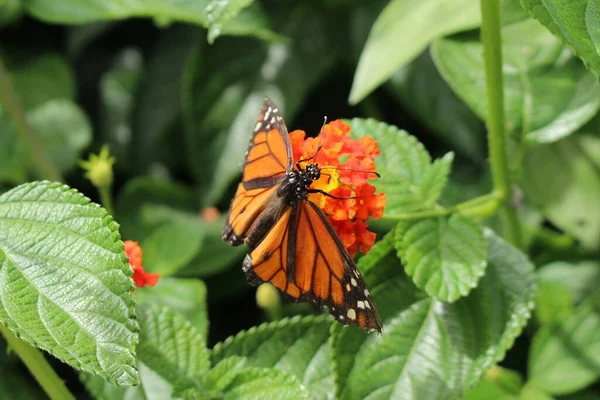 Una Farfalla Monarca Danaus Plexippus Sorseggiando Nettare Attraverso Sua Proboscide — Foto Stock