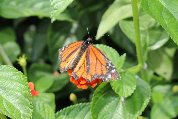 Una Farfalla Monarca Danaus Plexippus Sorseggiando Nettare Attraverso Sua Proboscide — Foto Stock