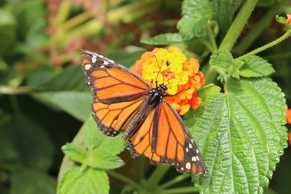 Una Farfalla Monarca Danaus Plexippus Sorseggiando Nettare Attraverso Sua Proboscide — Foto Stock