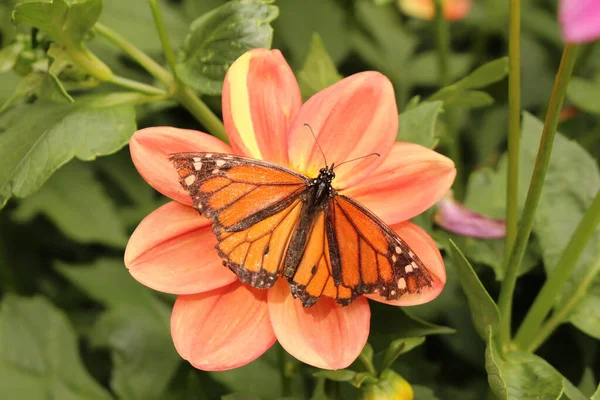 모나크 Danaus Plexippus 오스트리아 Innsbruck 오렌지 Garden Dahlia 꽃에서 화밀을 — 스톡 사진