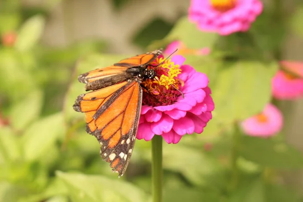 오스트리아 인스부르크에 황색지니아 Zinnia 꽃에서 화밀을 빨아먹는 모나크 Danaus Plexippus — 스톡 사진